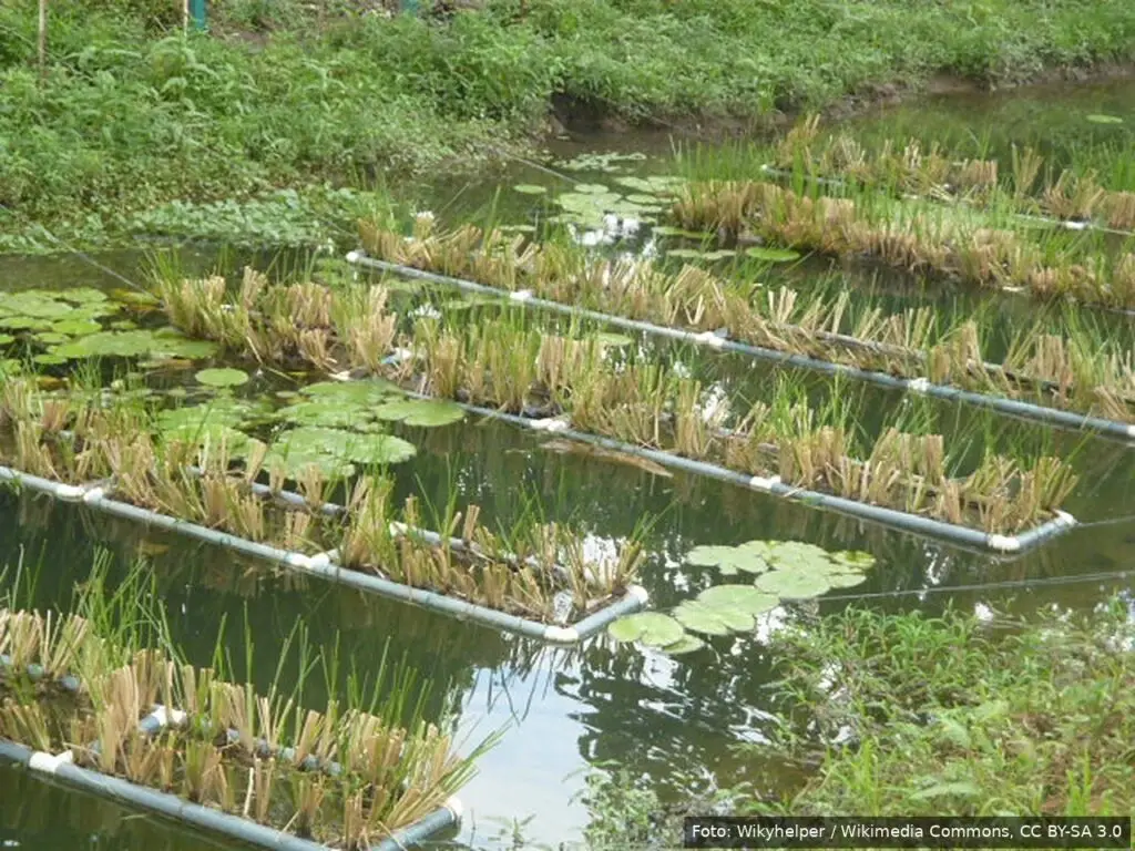 Biofiltra: filtros naturales para el agua de riego de los valles de Arica