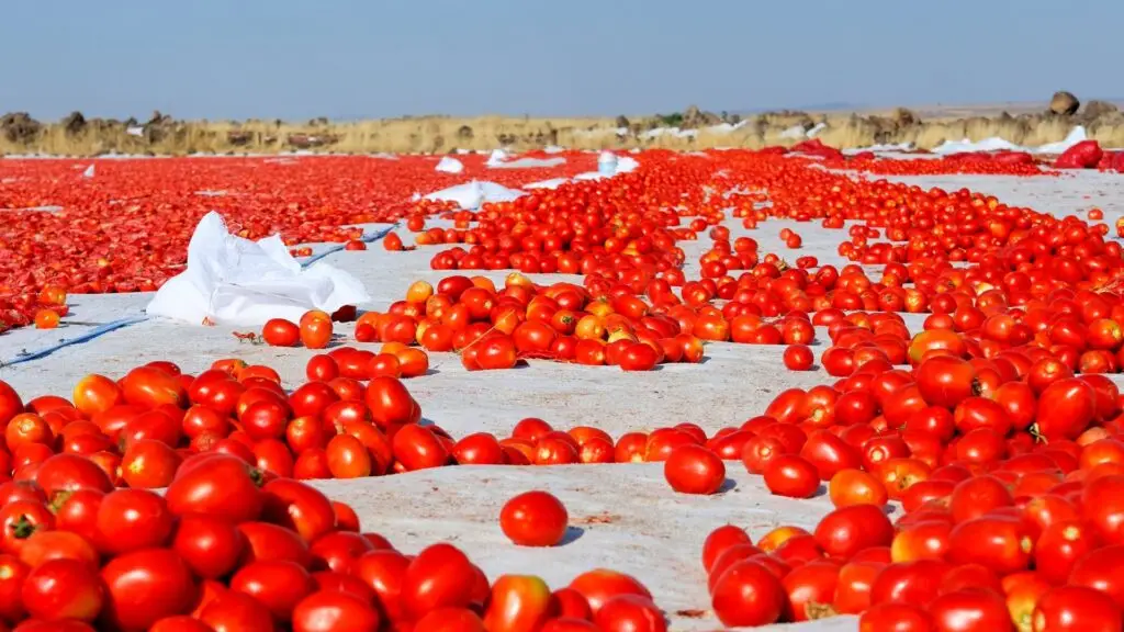 Lycocenta: valorización de subproductos de tomate para la creación de cosmética natural
